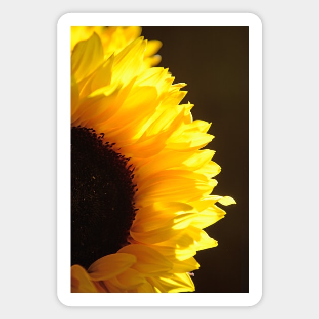 Sunflower, Sunflower Sticker by Whisperingpeaks